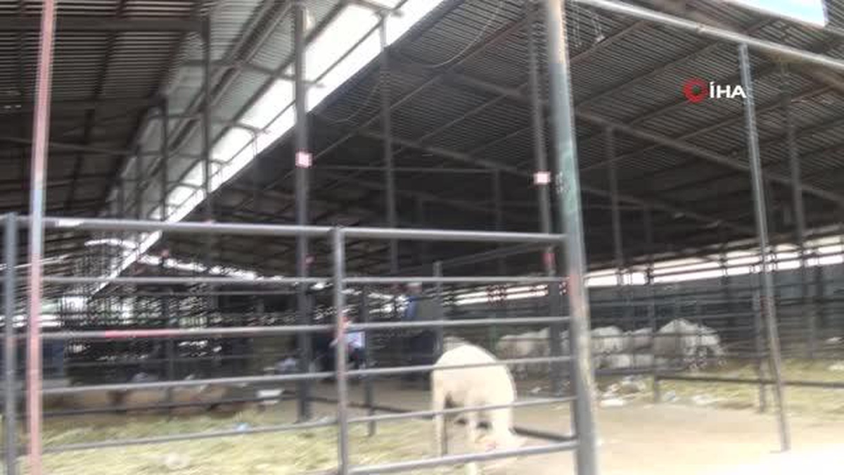 Kurban pazarında fiyatlar yarı yarı düştü