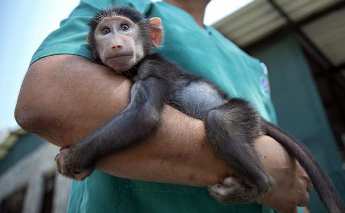 Rejected by mother, baboon cub \'Nisan\' became the mascot of the nature park