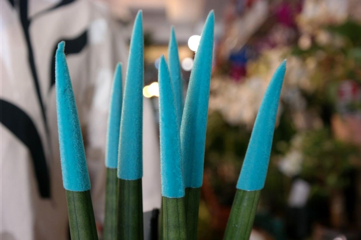 Rengarenk şapkalarıyla \'Sansevieria\' talep görüyor