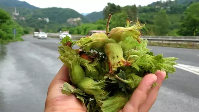 Sezonun ilk fındığı tezgahlarda Sezonun ilk fındığı tezgahlarda