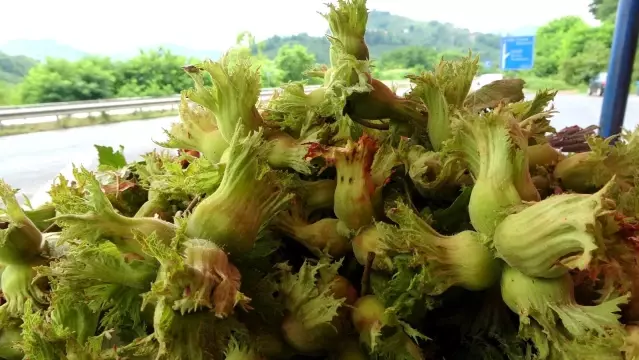 Sezonun ilk fındığı tezgahlarda Sezonun ilk fındığı tezgahlarda