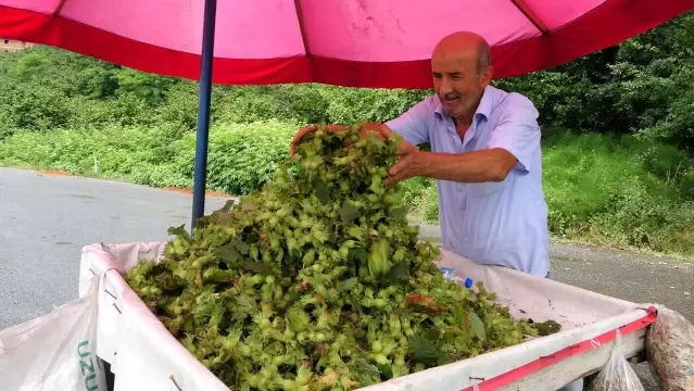 Sezonun ilk fındığı tezgahlarda Sezonun ilk fındığı tezgahlarda