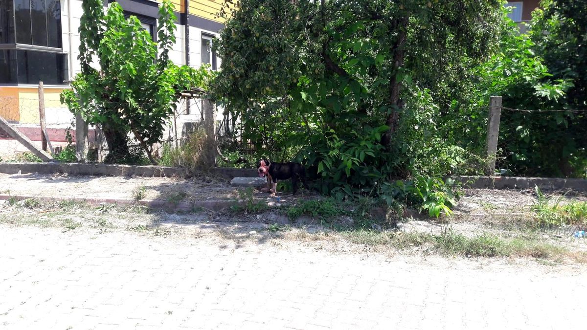 Sinop\'ta pitbull dehşeti