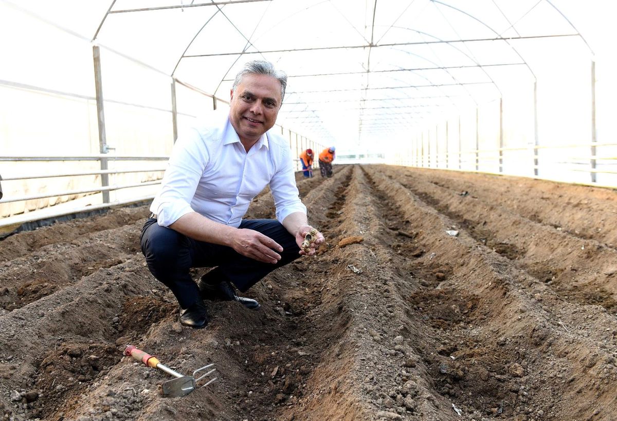 Zencefilde deneme üretimi sonuç verdi