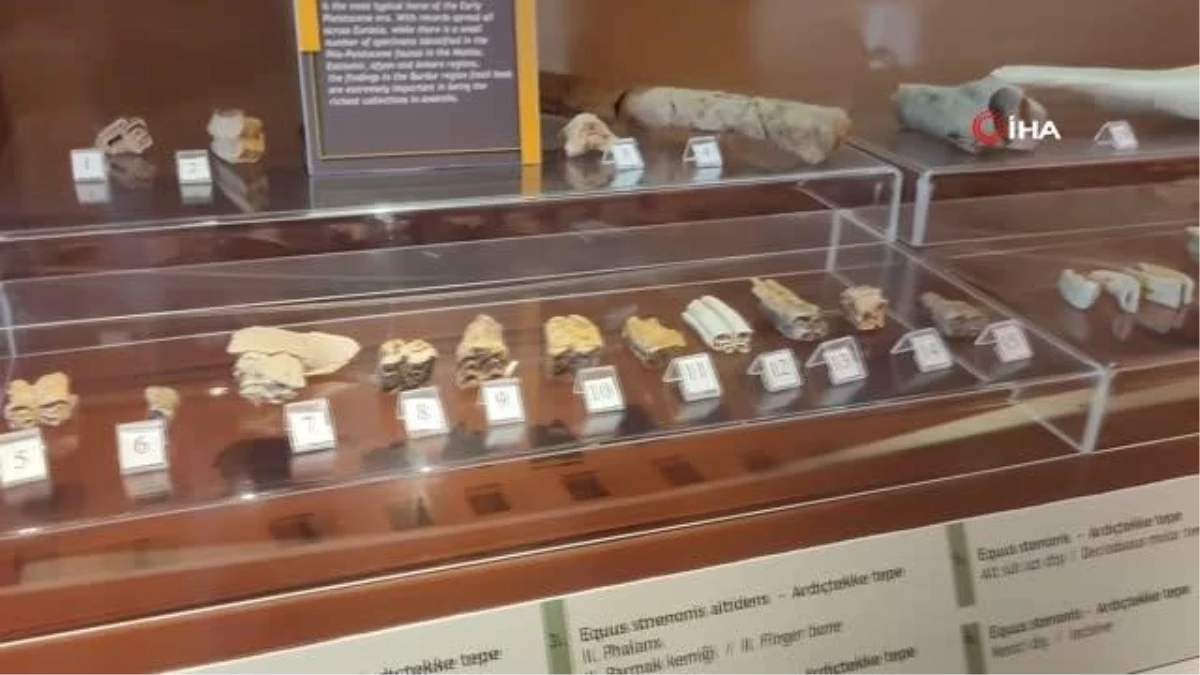 2 milyon yıllık Güney Fili fosilleri Doğa Tarih Müzesi\'nde sergileniyor