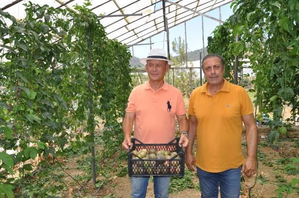 Passiflora meyvesini yetiştirmek için Almanya'dan Türkiye'ye geldi, ilk hasadının kilosunu 75 liradan satıyor