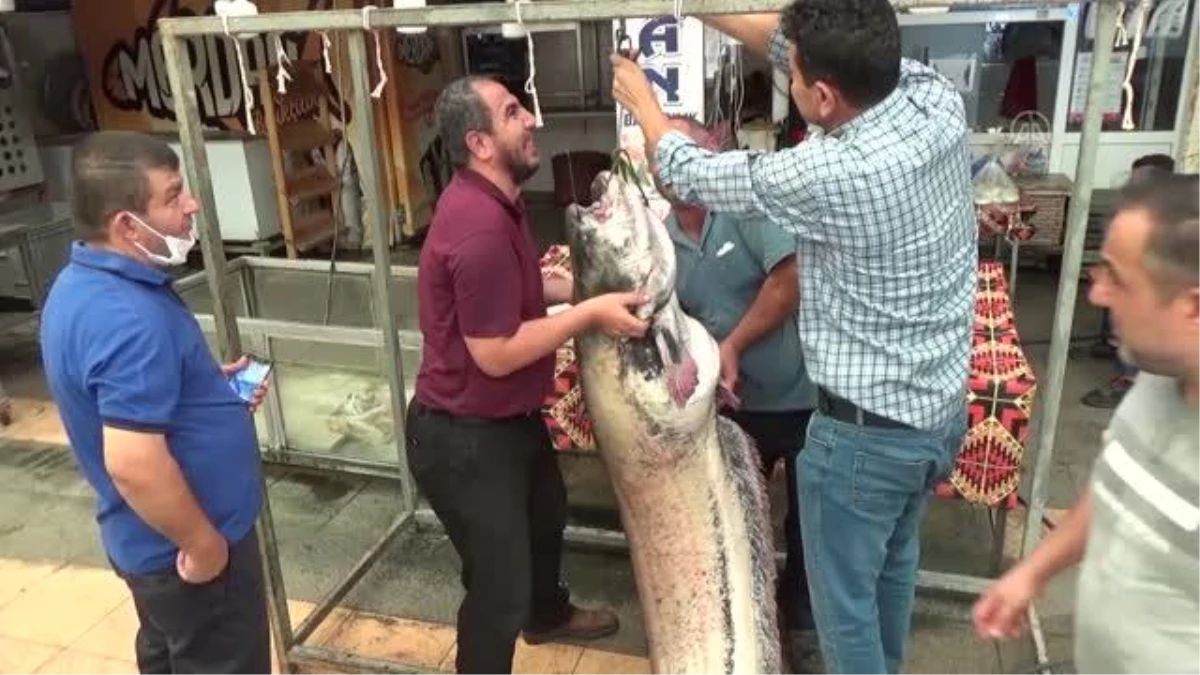KAHRAMANMAŞ - Baraj göletinde 130 kilogramlık yayın balığı yakalandı