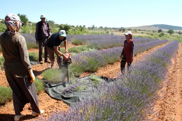 Konya'nın lavanta kokulu köyünde hasat başladı Konya'nın lavanta kokulu köyünde hasat başladı