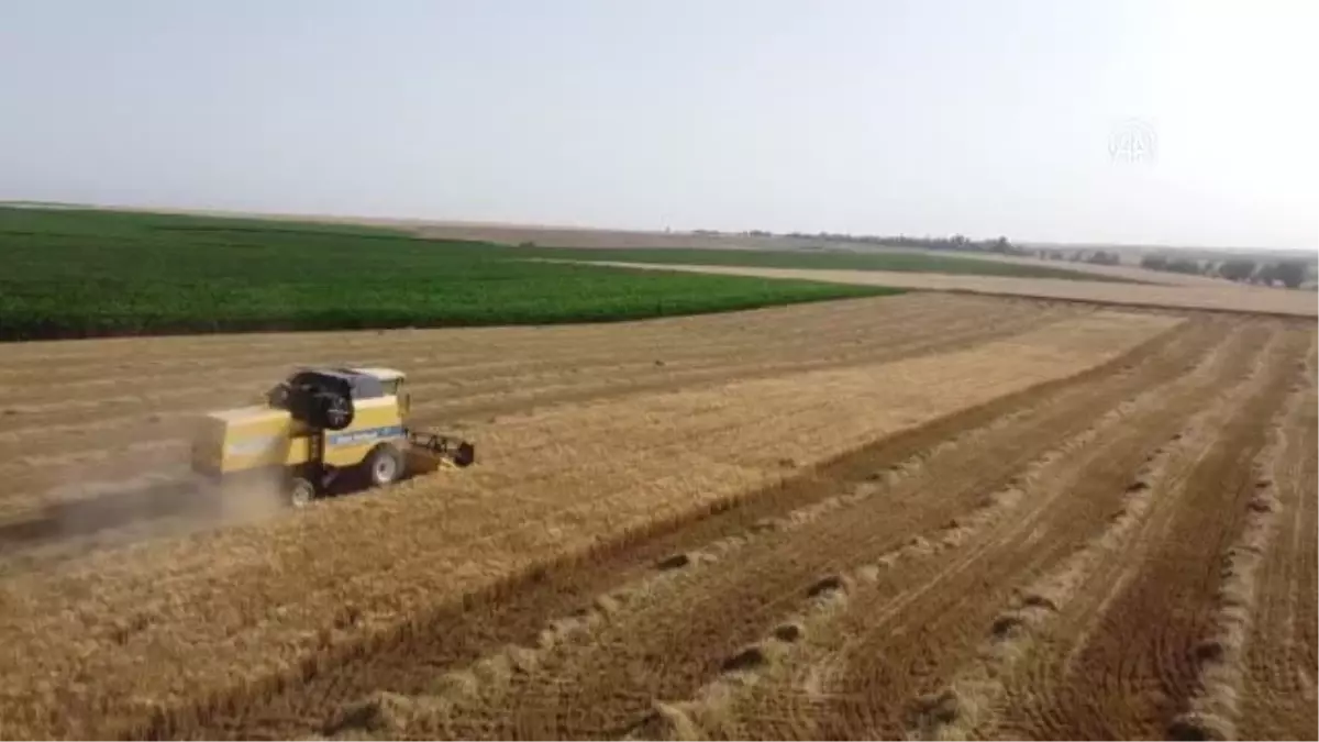 Kuraklığa dayanıklı arpa, sağladığı verimle çiftçiyi sevindirdi