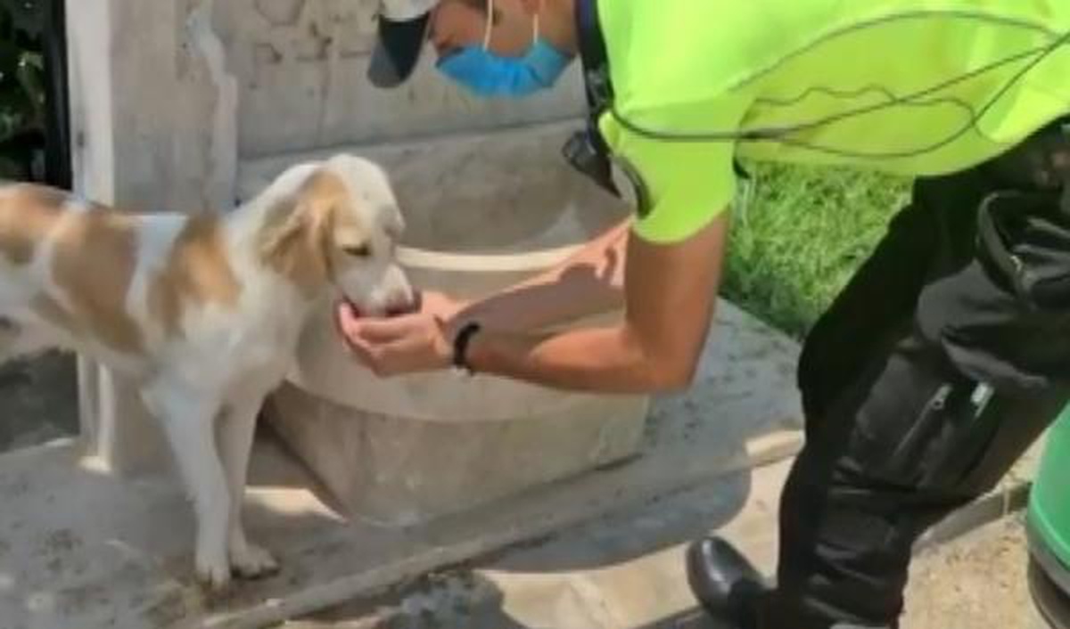 TRAFİK POLİSİ, SOKAK KÖPEĞİNE ELLERİYLE SU İÇİRDİ