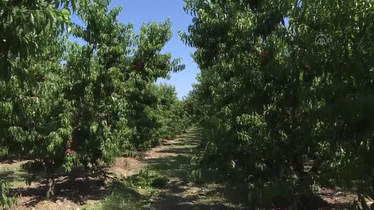 Türkiye\'nin yaş meyve sebze ihracatında artış eğilimi sürüyor