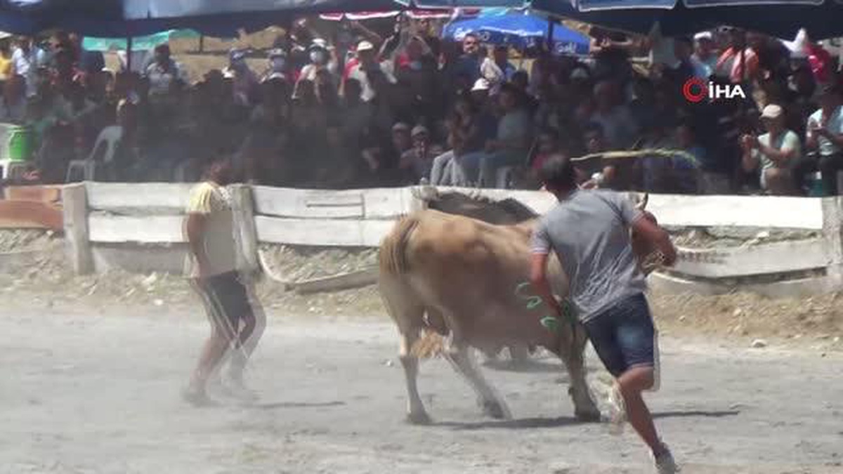 2 yıldır arenaya inemeyen boğalar nefesleri kesti