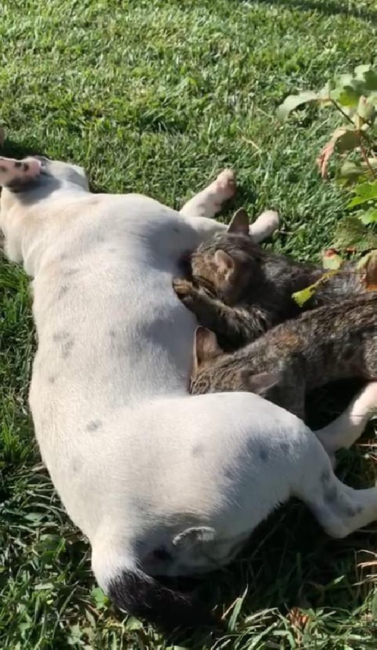 ANNELERİ ÖLEN KEDİLERE FRENC BULLDOG CİNSİ KÖPEK SÜTANNELİK YAPIYOR