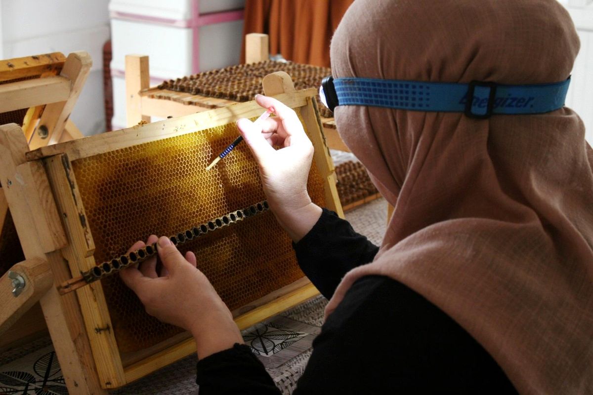 Arı sütüne aile eli değdi