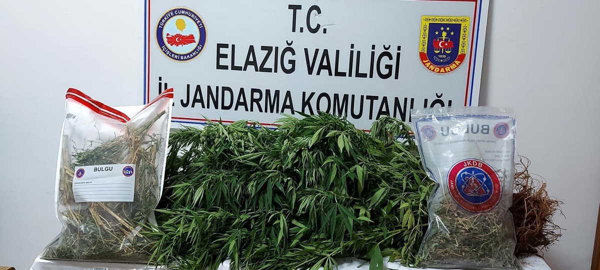Elazığ\'da kaçak kenevir eken şüpheli yakalandı