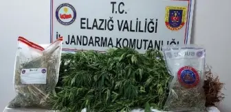 Son dakika... Evinin bahçesine kenevir eken şüpheli gözaltına alındı