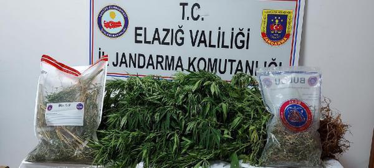 Son dakika... Evinin bahçesine kenevir eken şüpheli gözaltına alındı