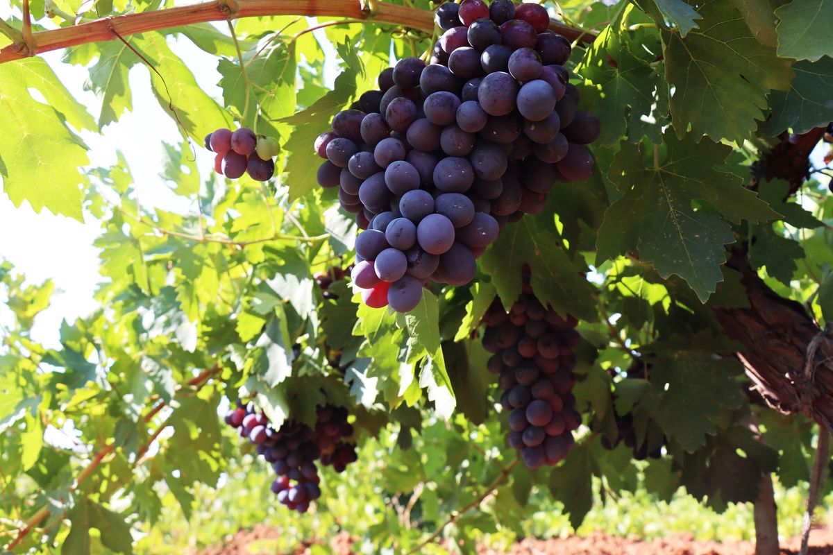 "Horoz karası" üzümü kuraklığa rağmen verimiyle üreticisini sevindirdi