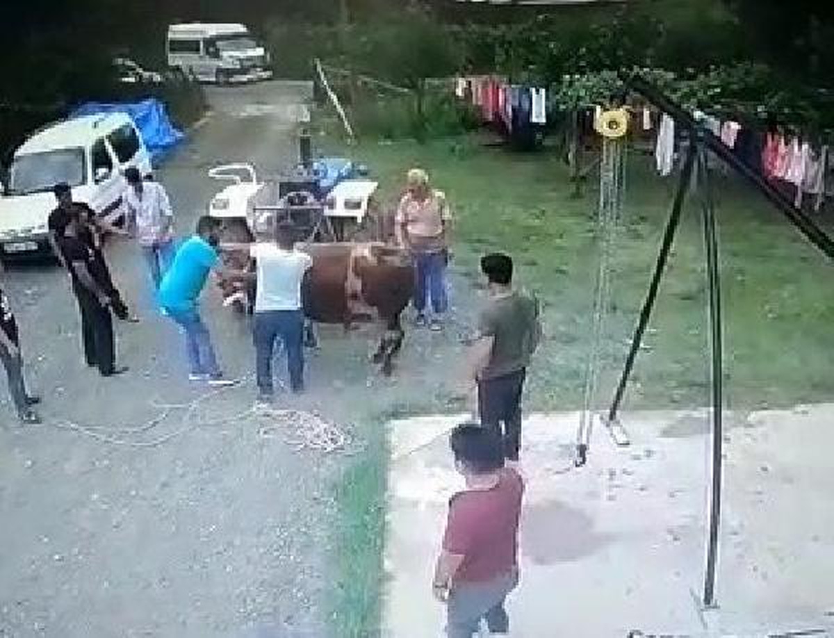Kurbanlık boğanın saldırısında öldü, o anlar kamerada