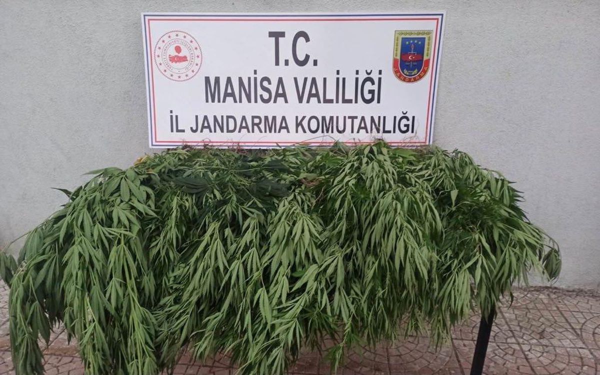 Manisa\'da 43 kök Hint keneviri ele geçirildi