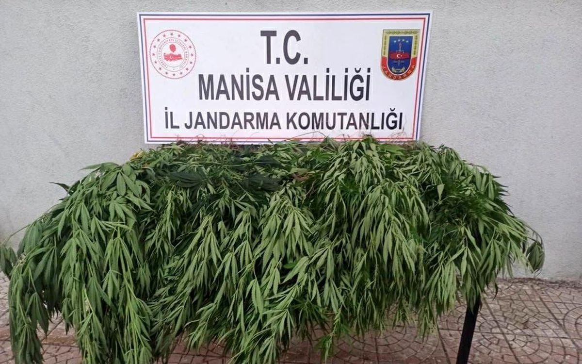 Manisa\'da 43 kök kenevir bitkisi ele geçirildi