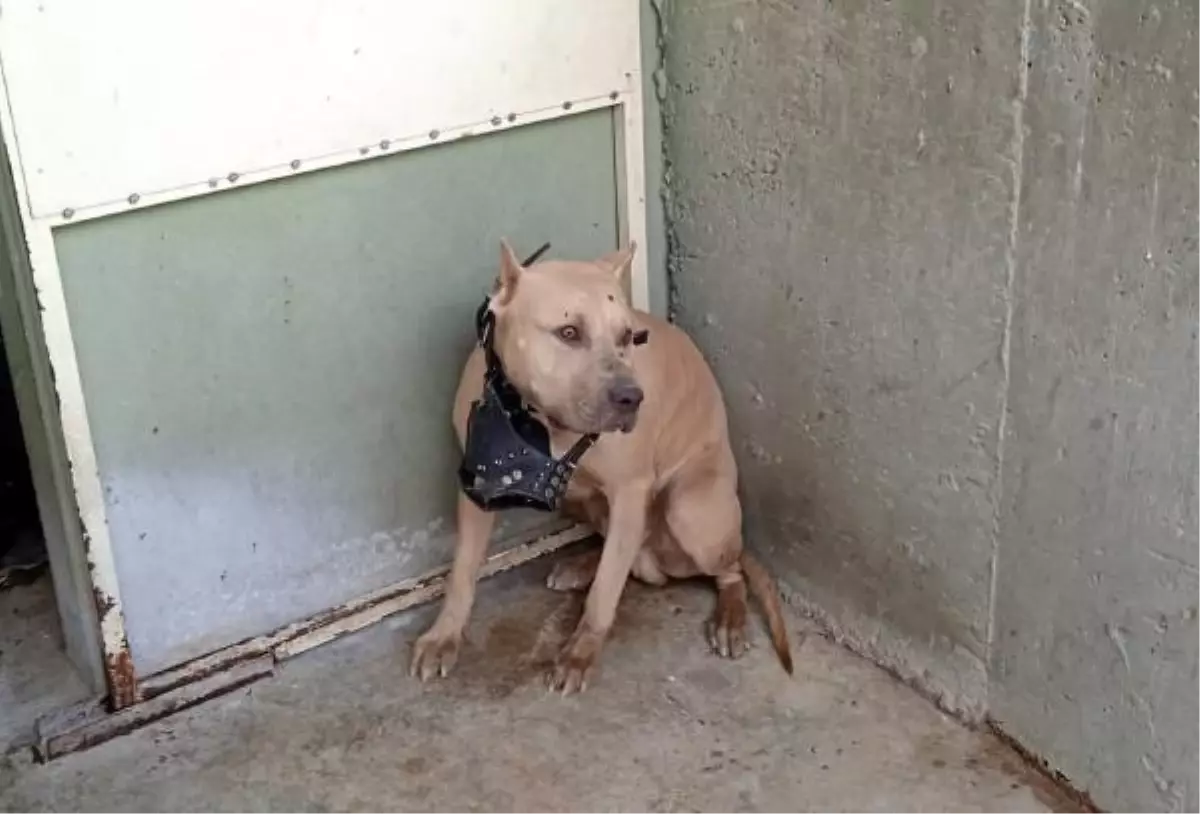 Pitbullun saldırdığı 2 kişi yaralandı