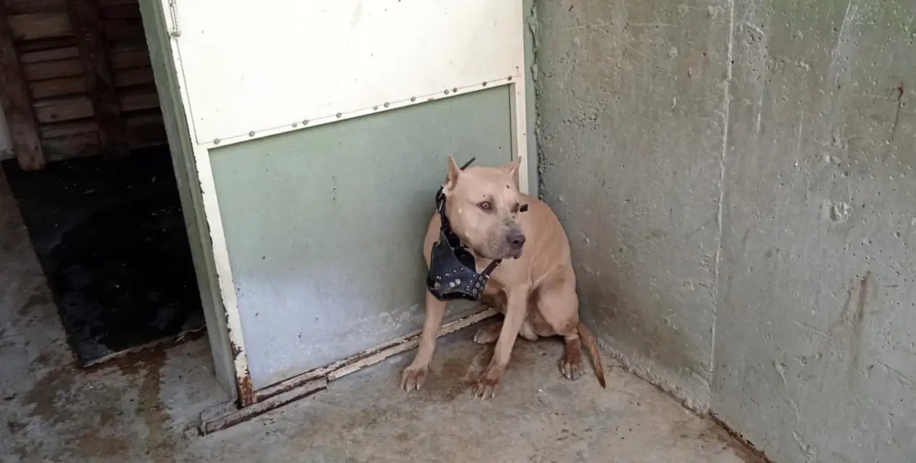 AFYONKARAHİSAR - Pitbull cinsi köpeğin saldırısına uğrayan 2 kişi yaralandı