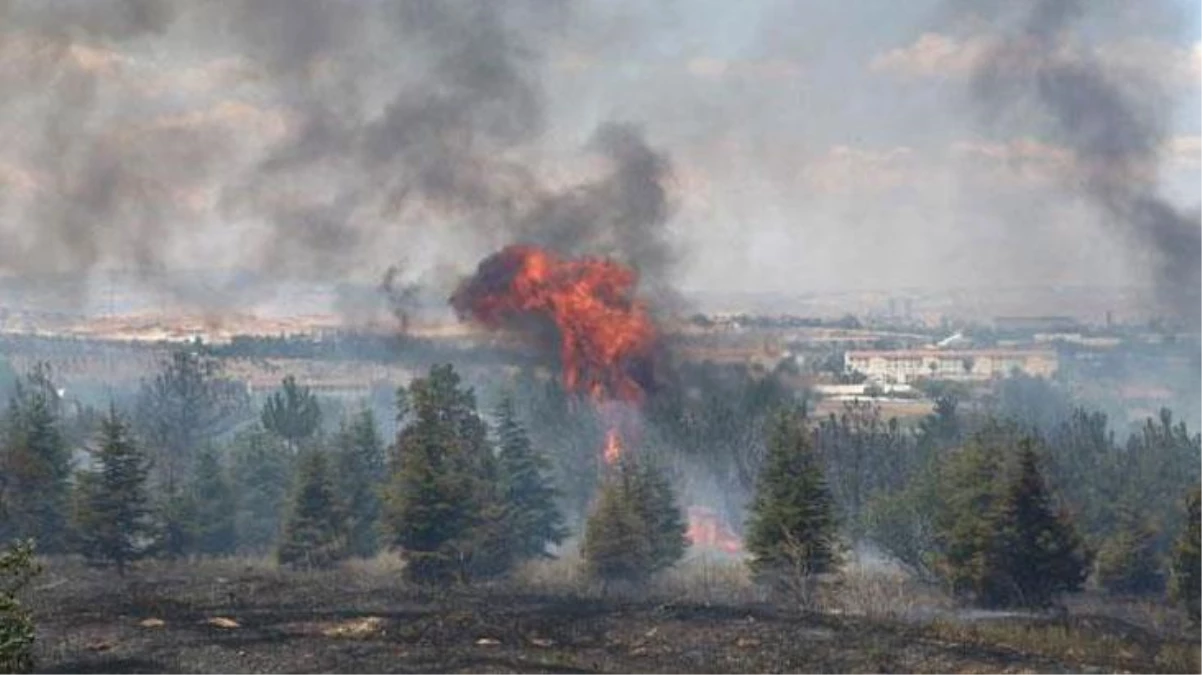 Son Dakika: Atatürk Orman Çiftliği\'nde korkutan yangın! 1 kişi kundaklama iddiasıyla gözaltına alındı