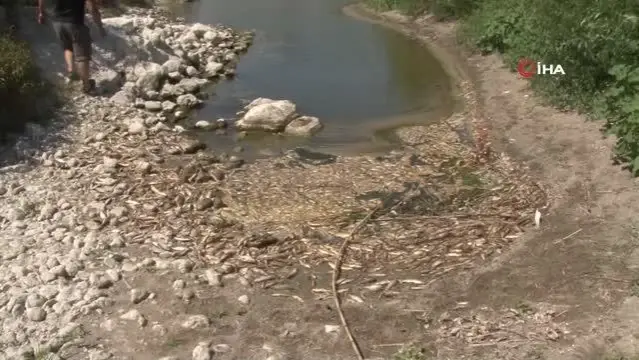 Hatay'da balık ölümleri