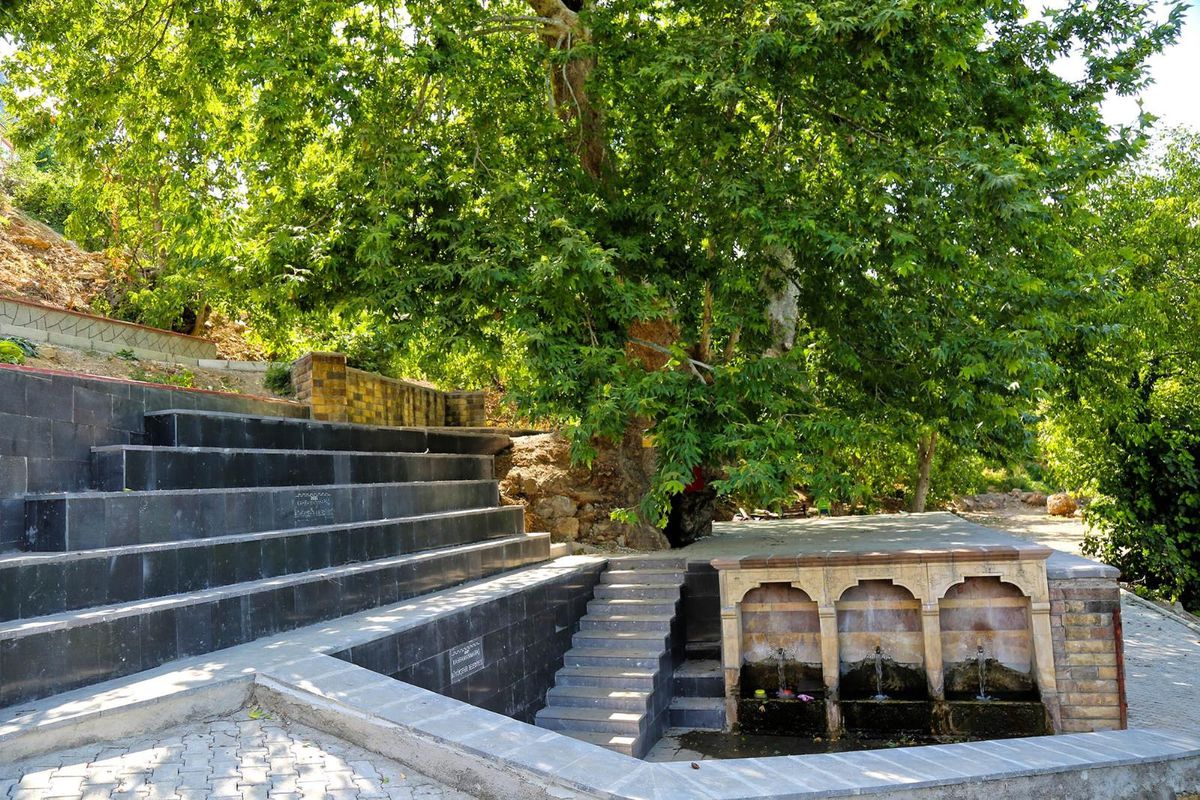 Son dakika haberi... Asırlık çınar turizme kazandırıldı