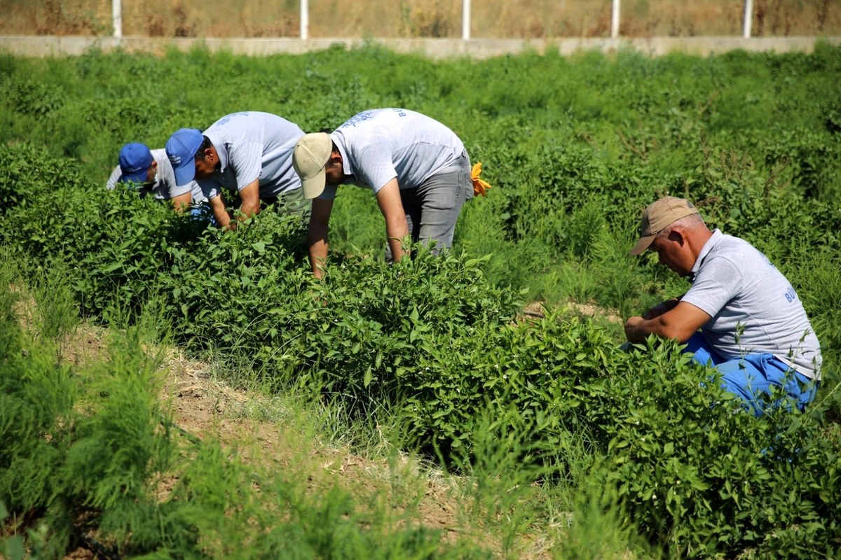 Ata tohumları, Halk Ege Et tezgahlarında yerini aldı