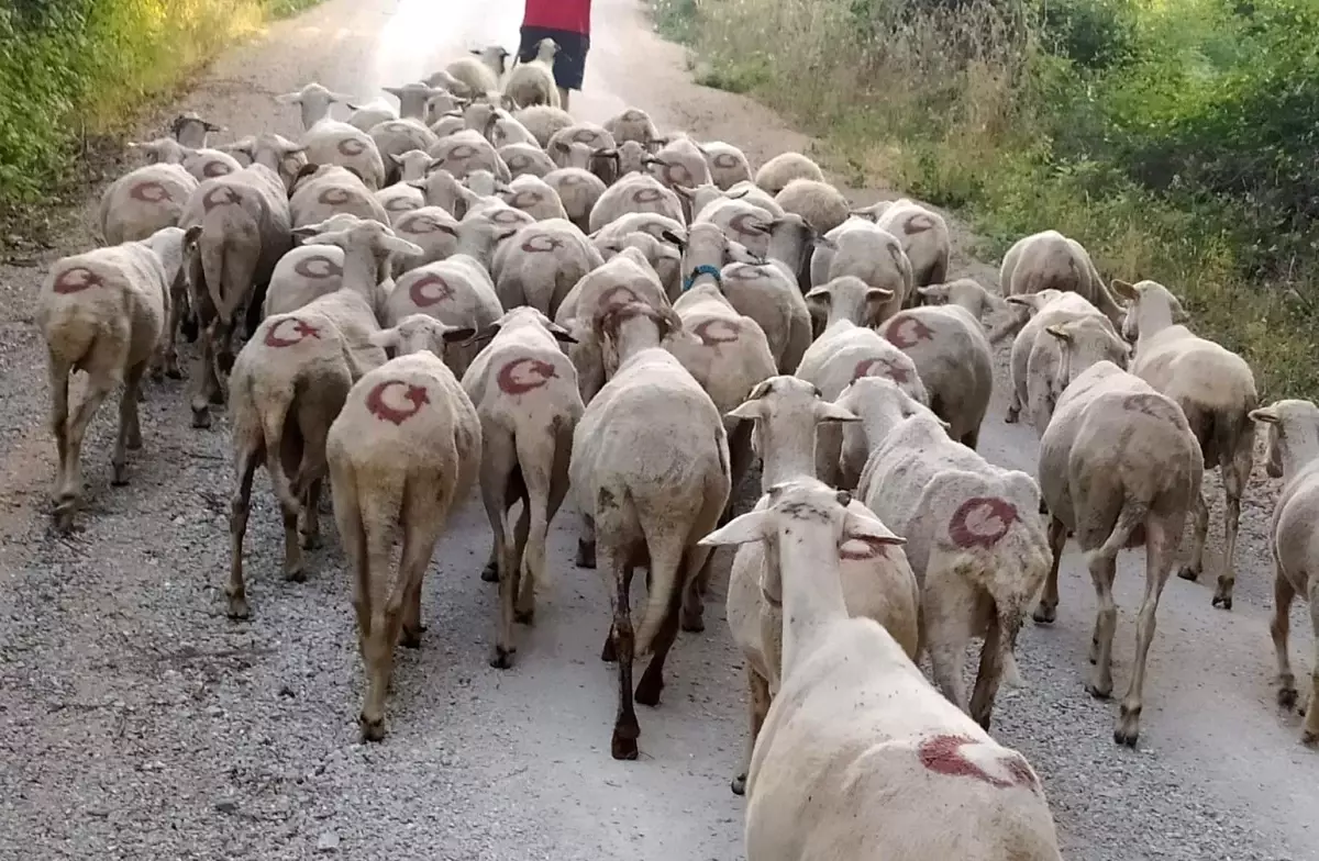 Ay-yıldızlı sürü