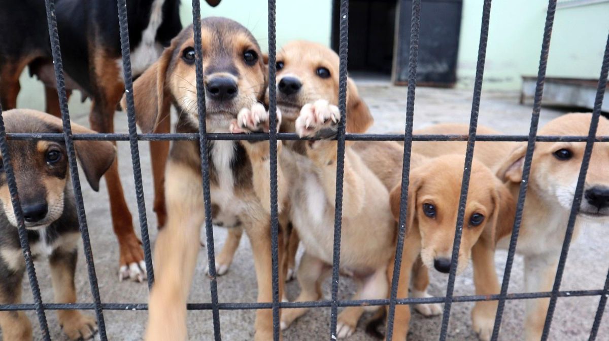 Düzce\'de 122 köpek sahiplendirildi