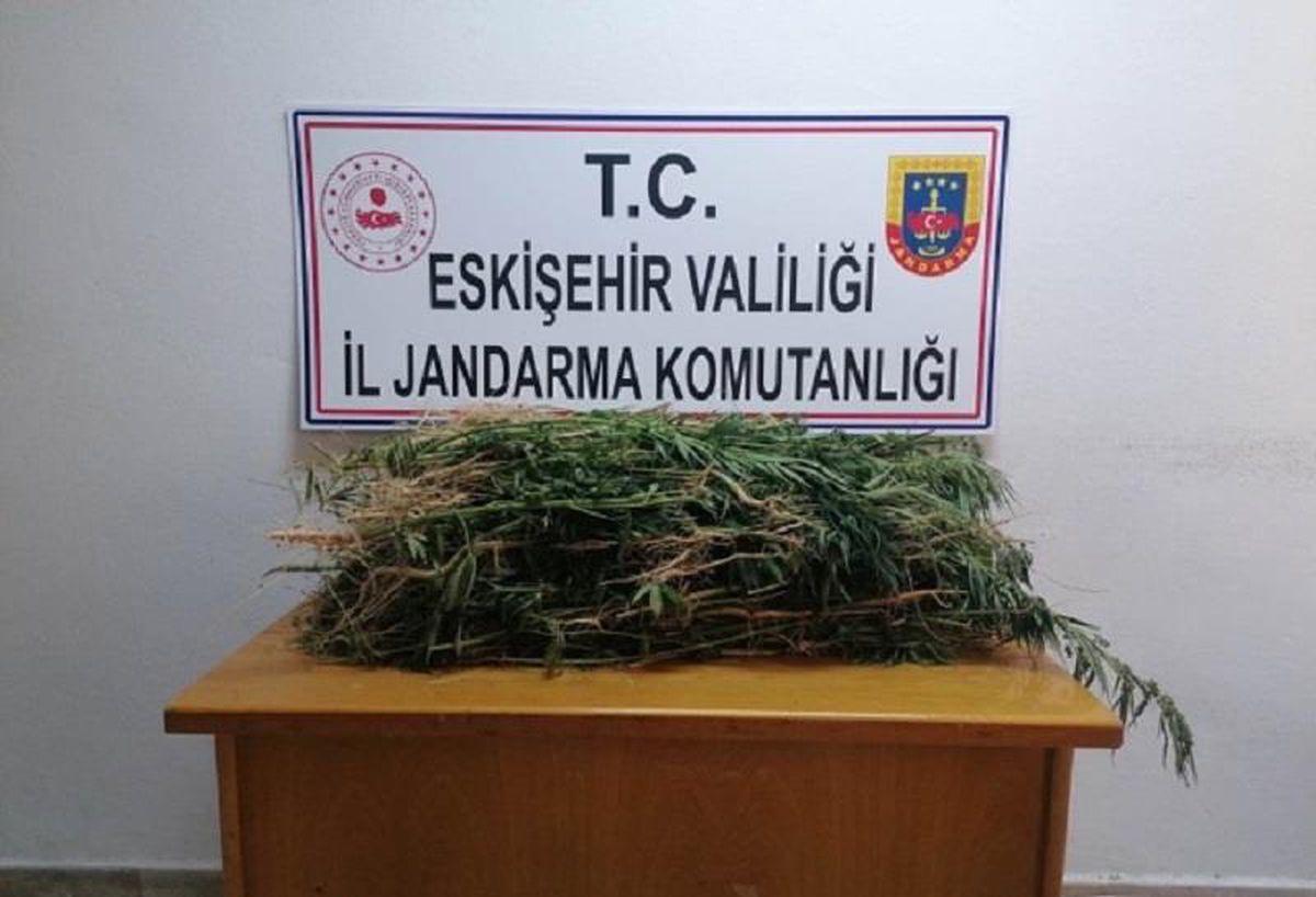 Eskişehir\'de drone destekli uyuşturucu operasyonunda 2 bin kök Hint keneviri ele geçirildi