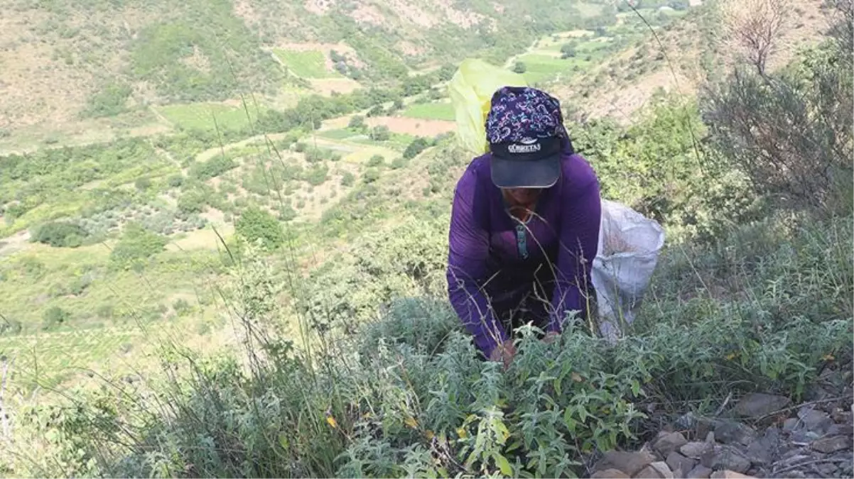 Ganos Dağı eteklerinden topladıkları ada çayı, 7 ülkeye birden ihraç ediyorlar