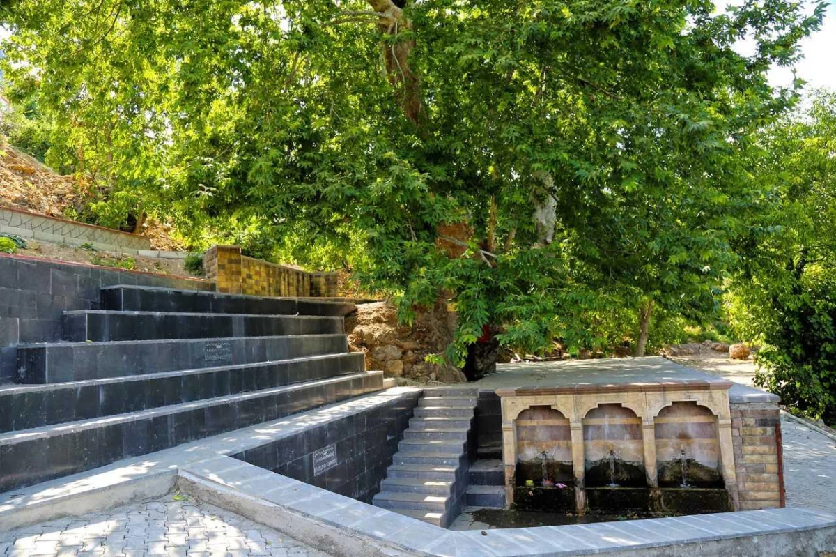 Kahramanmaraş\'ta 812 yaşındaki çınar ağacına çevre düzenlemesi