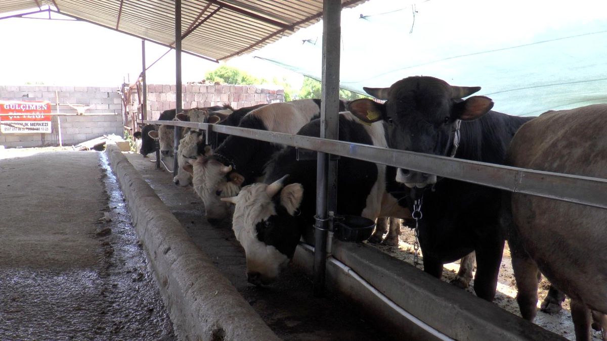 Kayseri\'de 49 bin 521 kurban kesildi