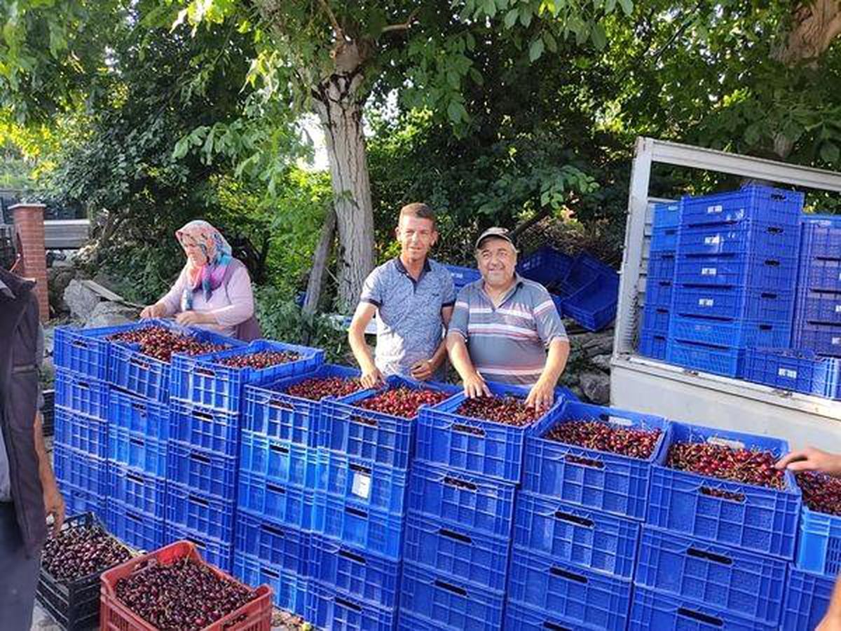 Kirazın merkezi Bigadiç\'te sezon sona erdi