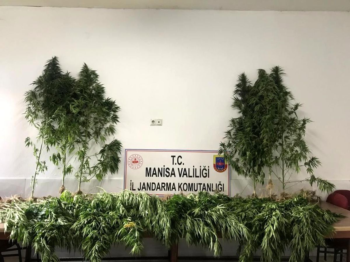 Manisa\'da ormanlık alanda 287 kök kenevir ele geçirildi
