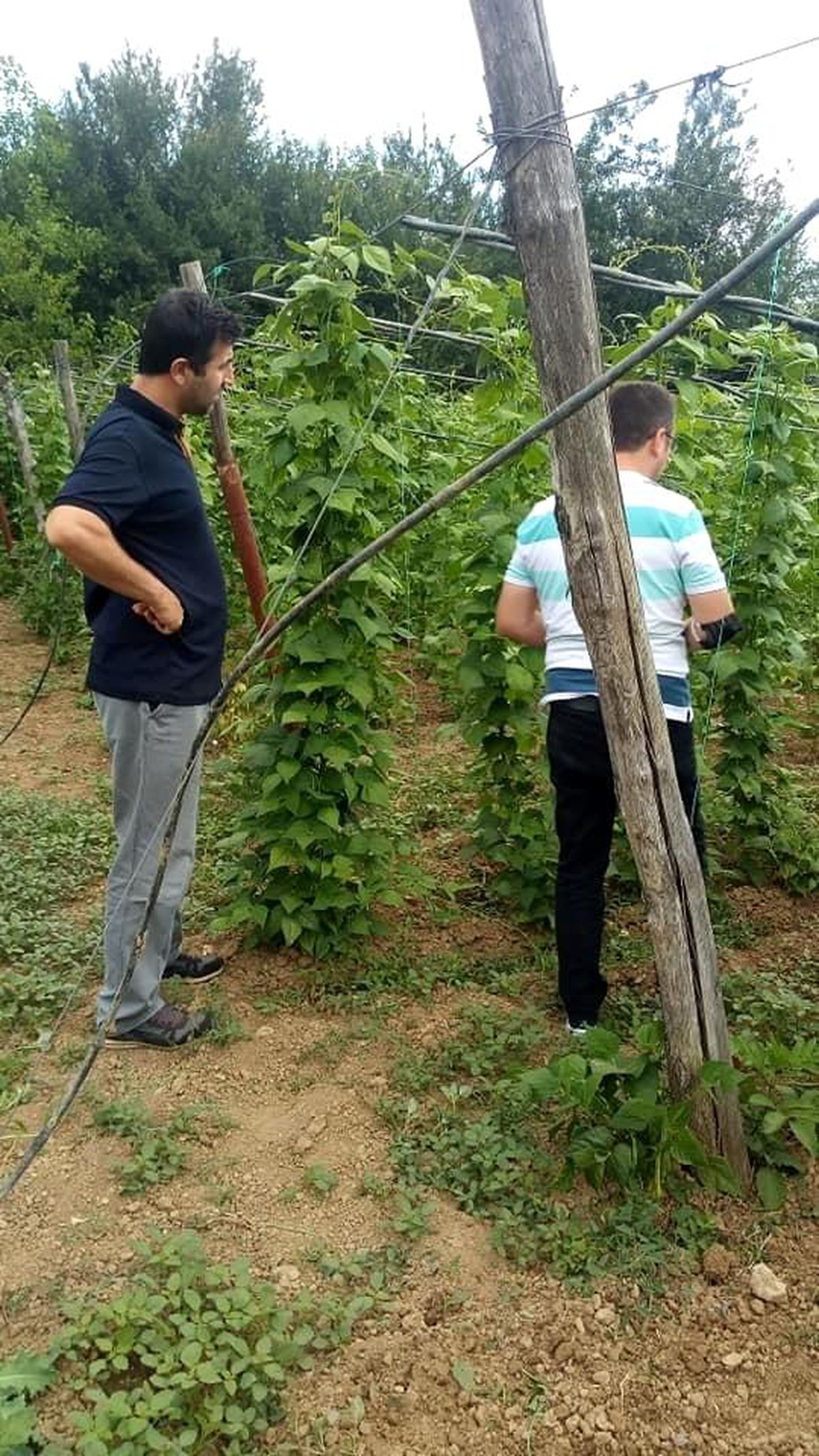 Şerbetçi otu bitkisinde hasat dönemi yaklaştı
