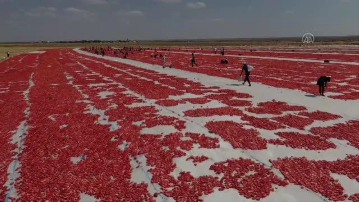 DİYARBAKIR - Karacadağ\'da üretilen domates kurutulduktan sonra dünya sofralarına lezzet katacak (1)