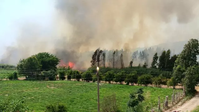 Hatay'da sazlık yangını Hatay'da sazlık yangını