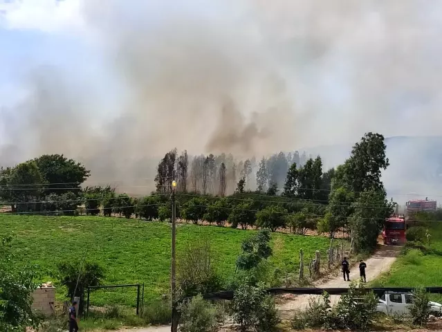 Hatay'da sazlık yangını Hatay'da sazlık yangını