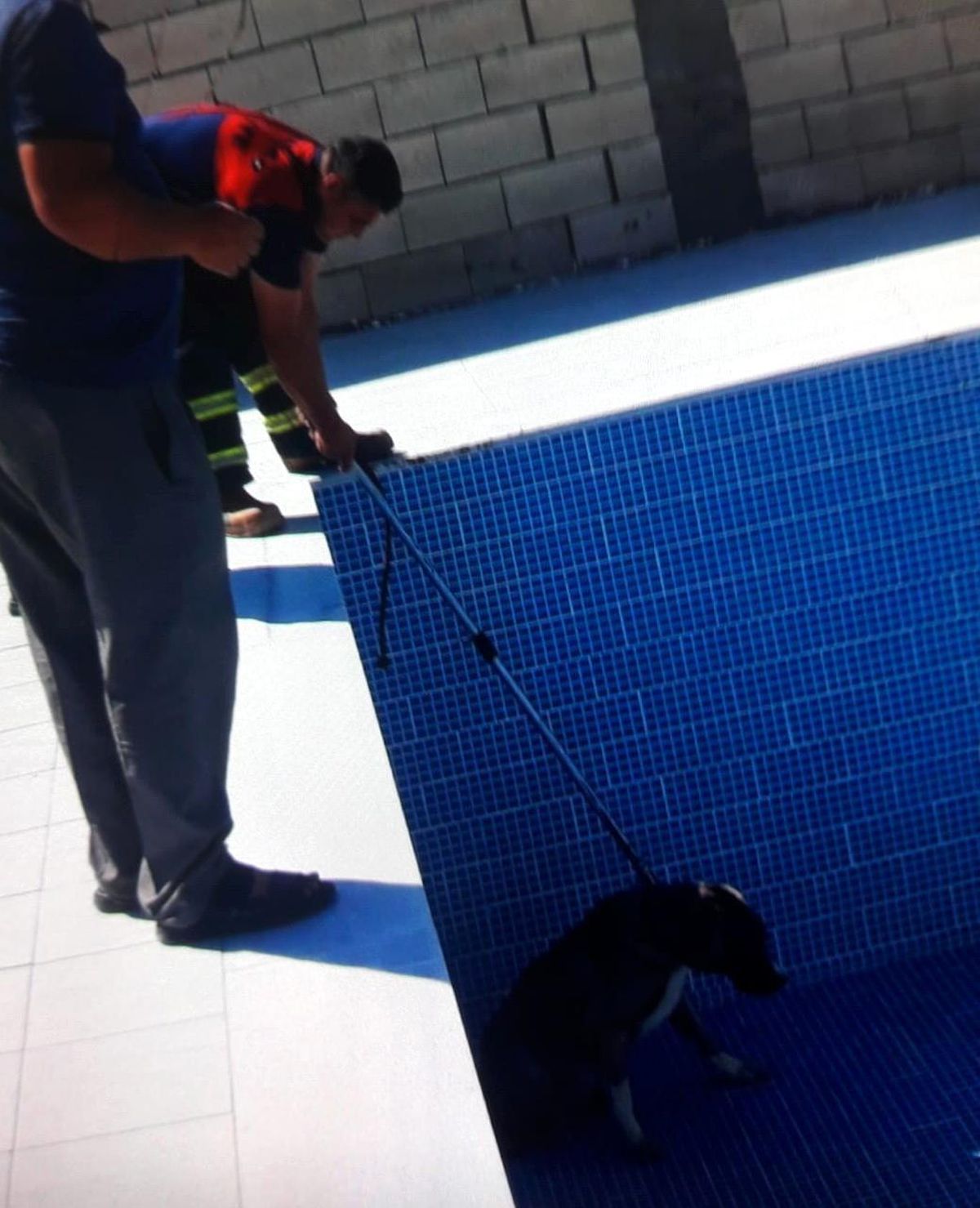 Son dakika: Havuza düşen köpeği itfaiye ekipleri kurtardı