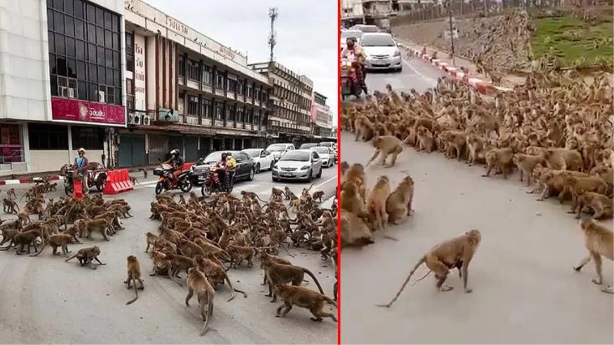Tayland sokakları maymunlara kaldı! Korona nedeniyle aç kalan onlarca maymun birbiriyle çete savaşına girdi