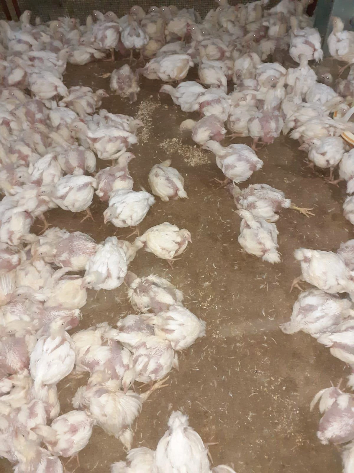 Jeneratörü bozulan çiftlikteki 35 bin tavuk telef oldu
