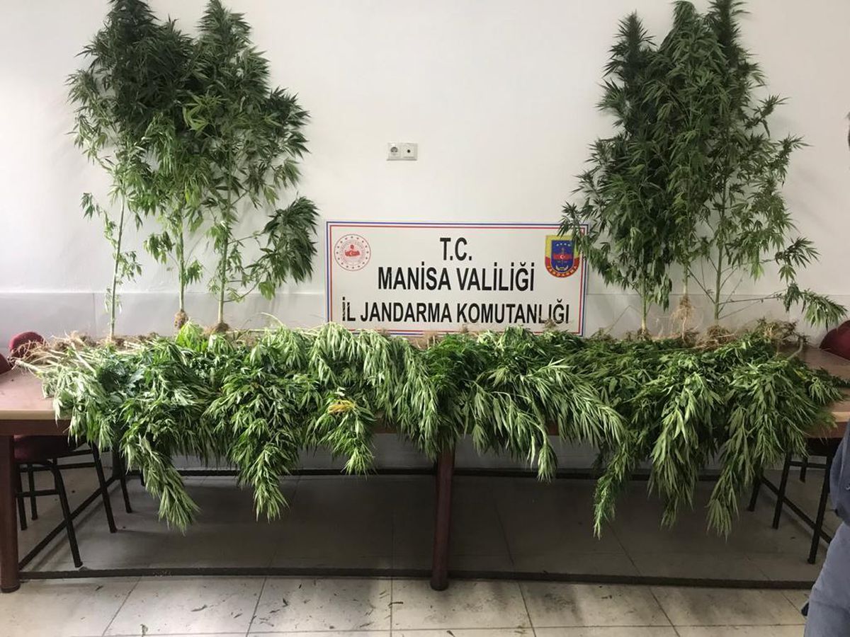 Manisa\'da 287 kök Hint keneviri ele geçirildi