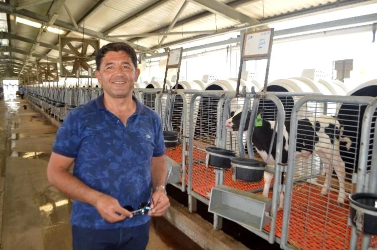 Tavşanlı\'da Türkiye\'ye örnek olacak modern süt sığırcılığı tesisi