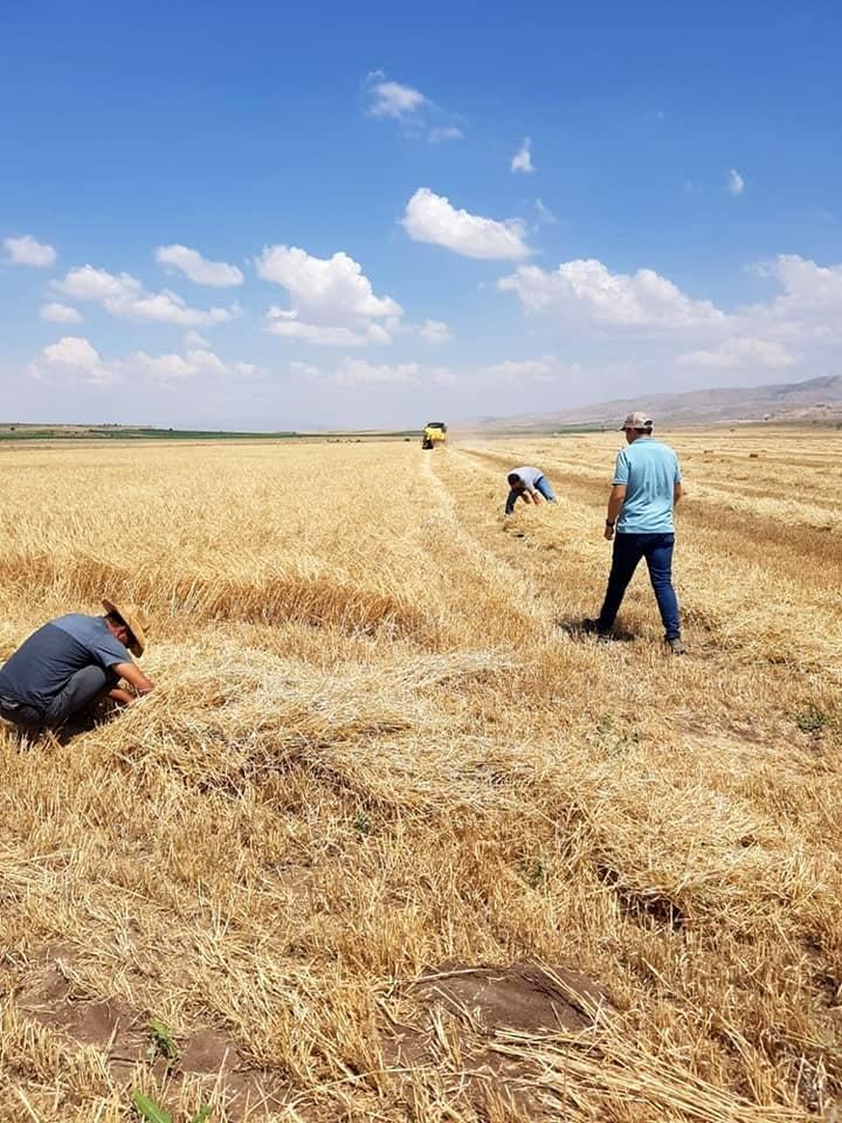Tomarza\'da hasat zamanı kayıp yaşanmaması için çalışmalara başlandı