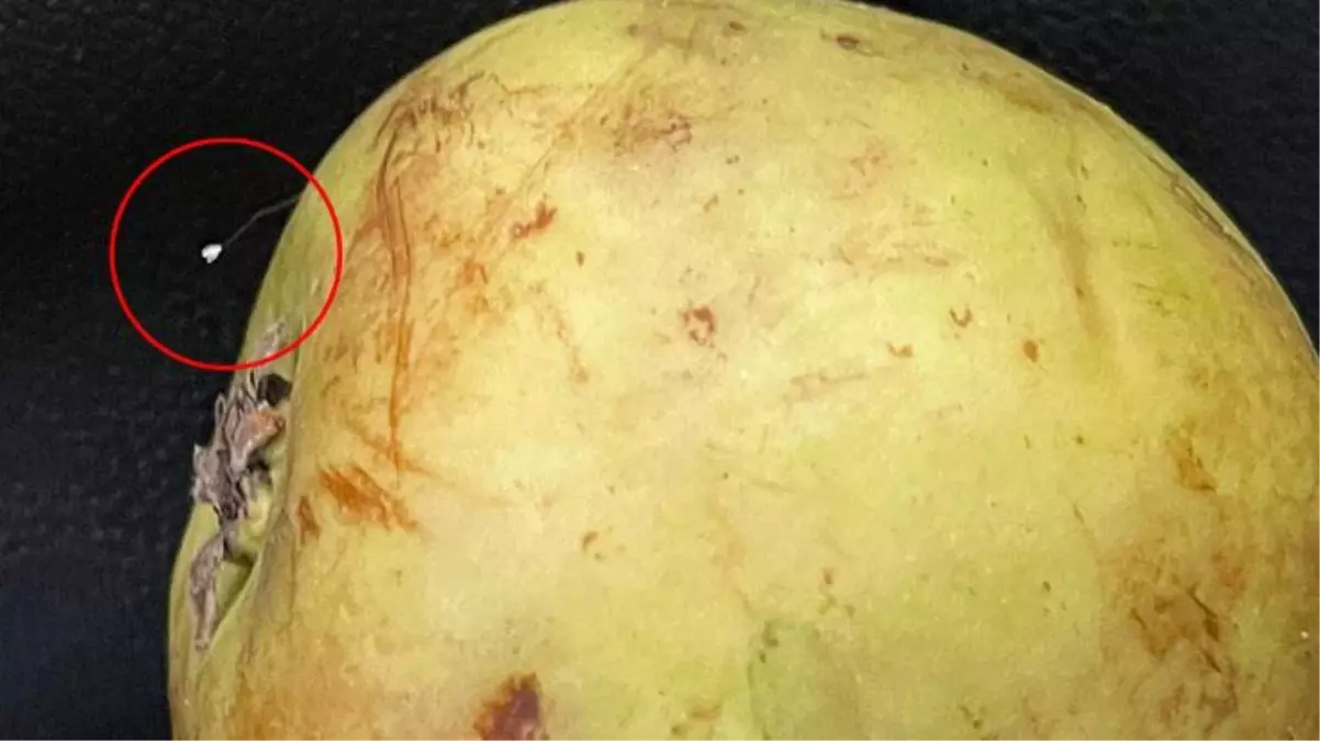 Manavdan aldığı armudun üzerinde oldukça nadir görülen Udumbara çiçeğine rastladı